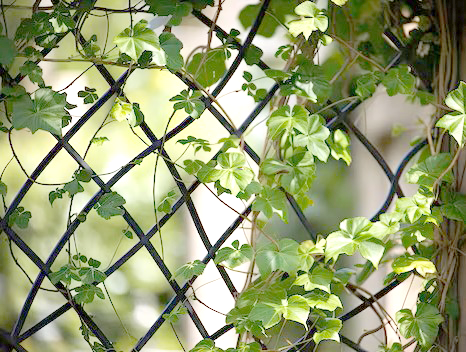 Trellis