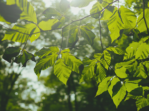 Talk: God and Creation