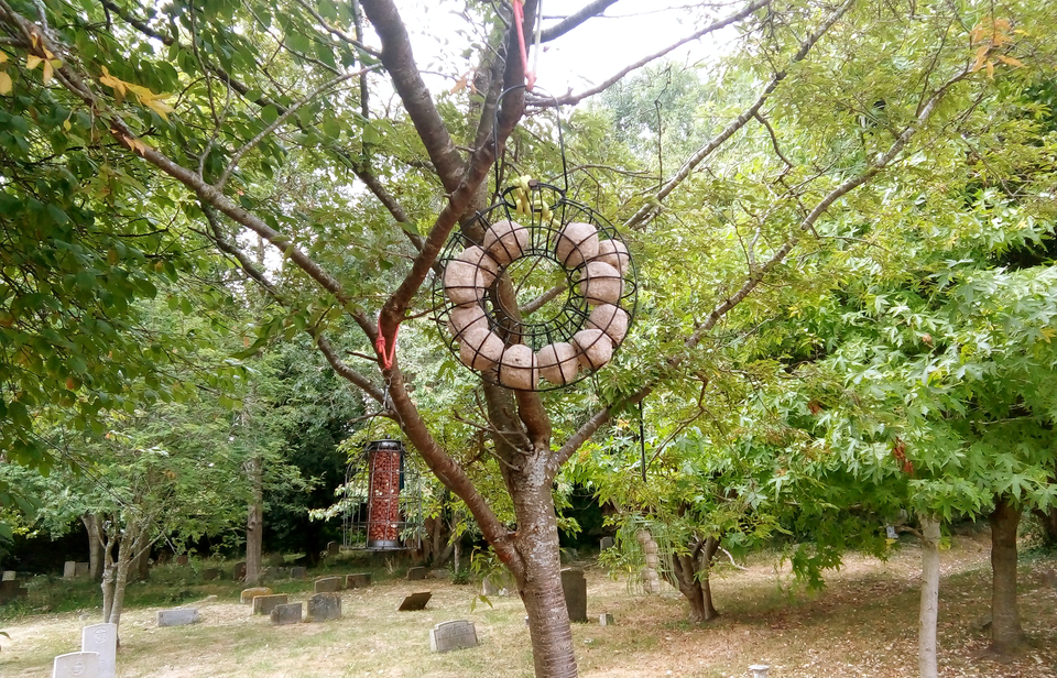 Bird feeders hang from mature trees in the St Andrew’s churchyard