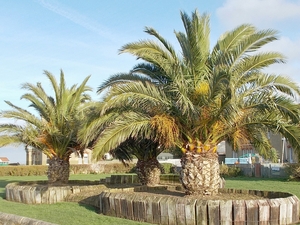 Rector, Whippingham with East Cowes and Wootton