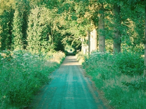 Hambledon Greening Festival