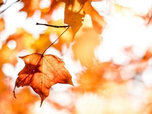 Autumnal afternoon tea