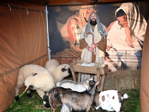 Christmas Nativity with animals