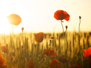Celebration of Poppies and Remembrance