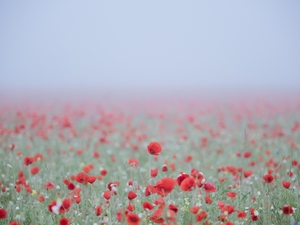 Talk: “The Poppy Fall at Ypres”